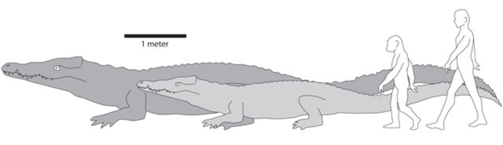 The illustration shows the comparative sizes of ancient/modern crocs and ancient/modern humans.