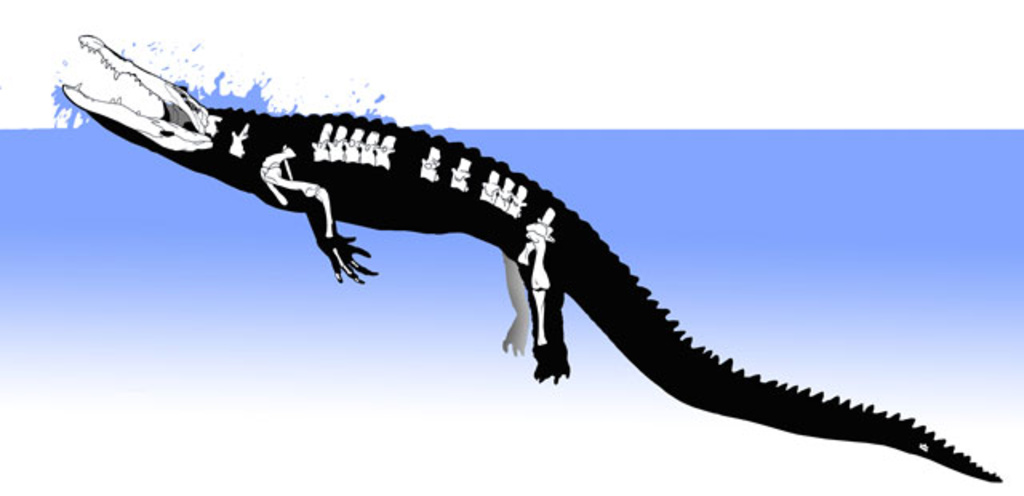 crocodile illustration
