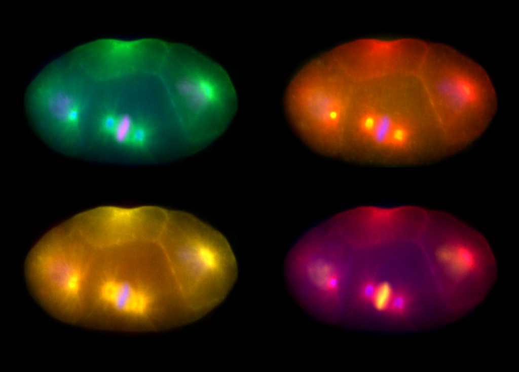 Lab photographs of dividing cells