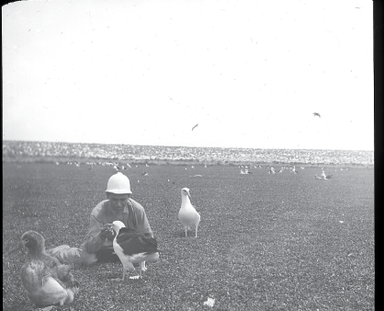 A man kneeling down to feed an albatross.