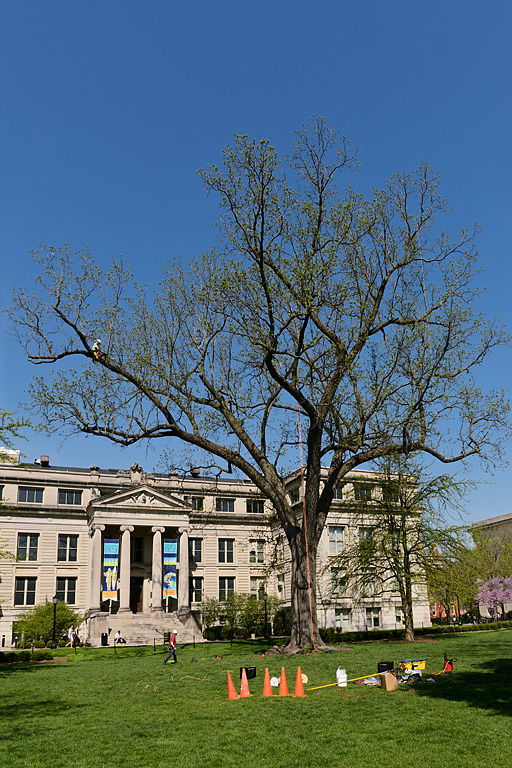 A walnut tree in front of Macbride Hall.