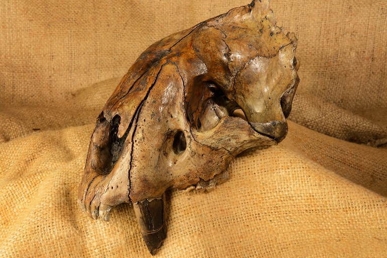 A partial skull of a saber-toothed cat