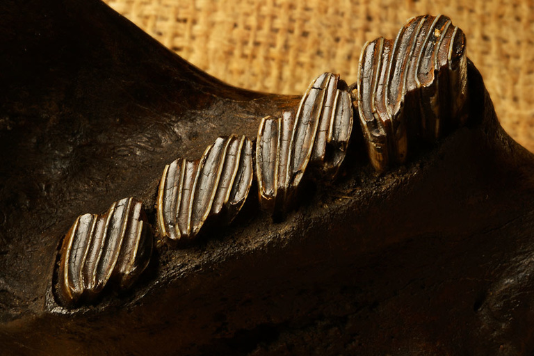 A detail of an acient beaver tooth