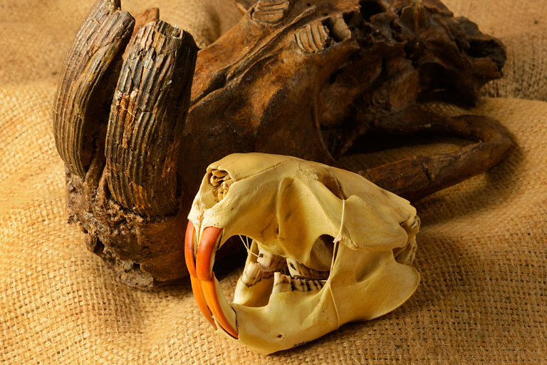 The skull of a modern beaver rests in front of the upper jaw of a saber-toothed beaver