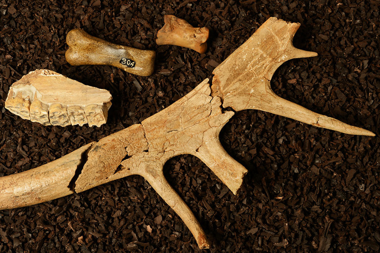 Caribou antler fragment and assorted bones