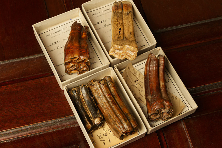 A collection of tooth specimens