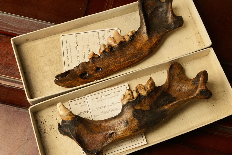 Two jaw bone specimens