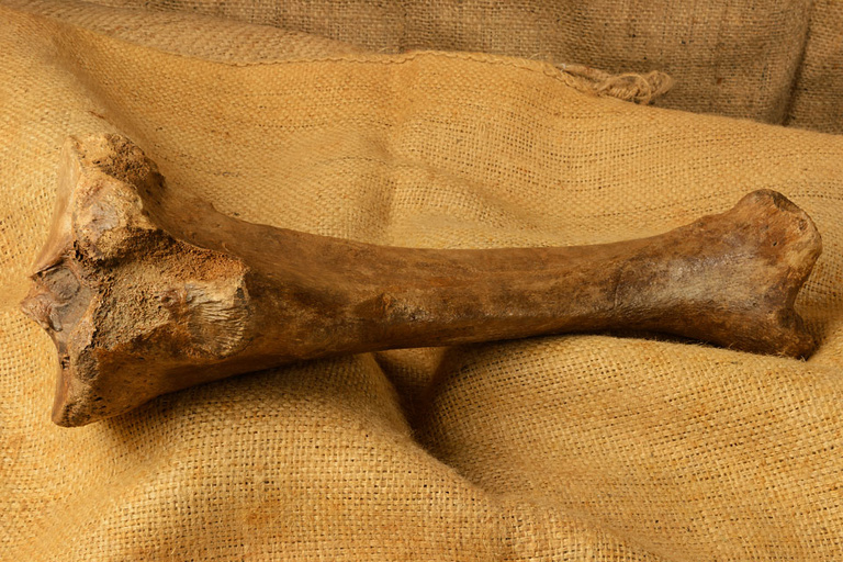 A bear bone