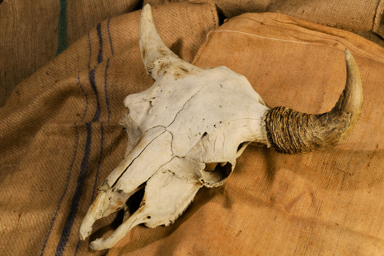 A modern bison skull