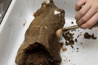 mammoth bone being cleaned