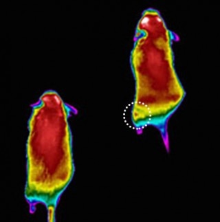 Image shows colorized infrared images of mice after performing low-intensity exercise on a treadmill. 
