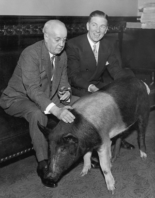 two men with large pig