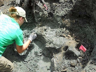 A volunteer scraps dirt away from a mammoth fossil found near Oskaloosa.