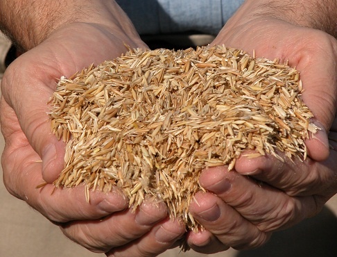 Image of oat hulls