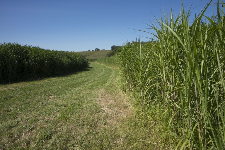A field of Miscanthus grass with corn in the far distance.