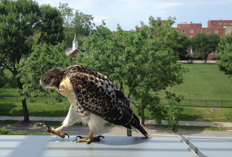red-tailed hawk on window sill