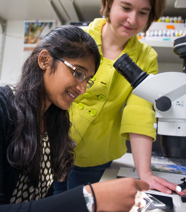 Sweta Sudhir is working with fruit fly ovaries.