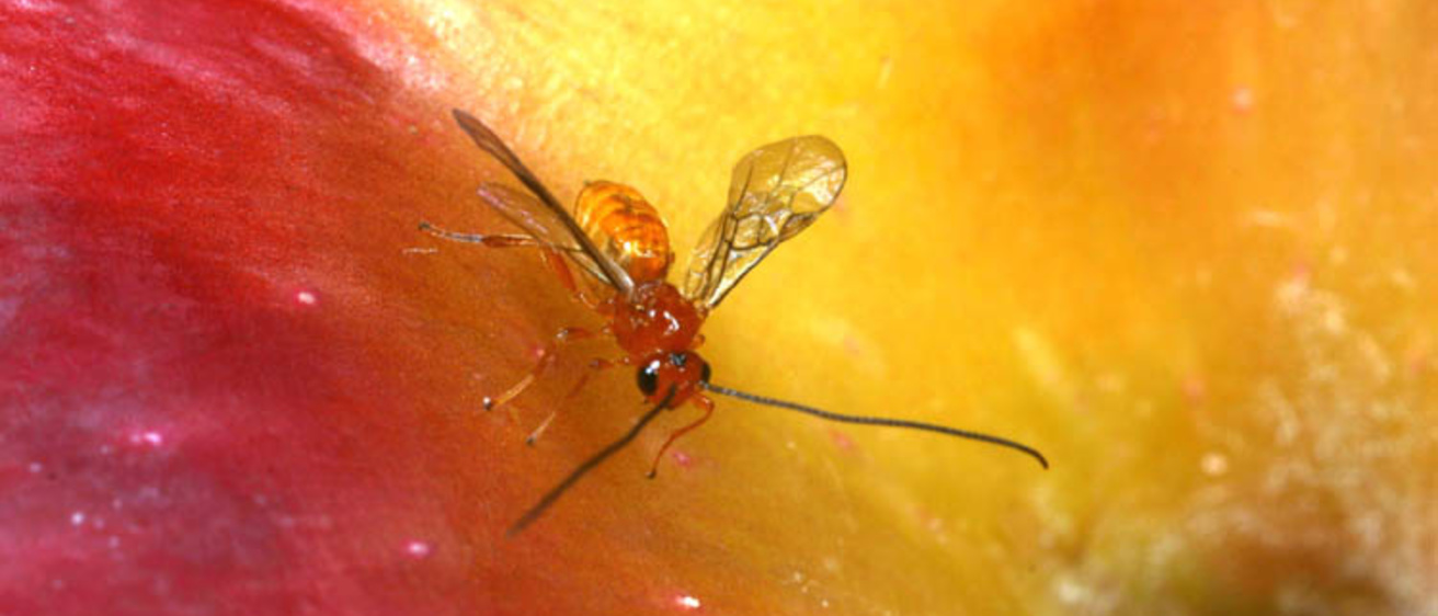 A male insect pictured on an apple. 