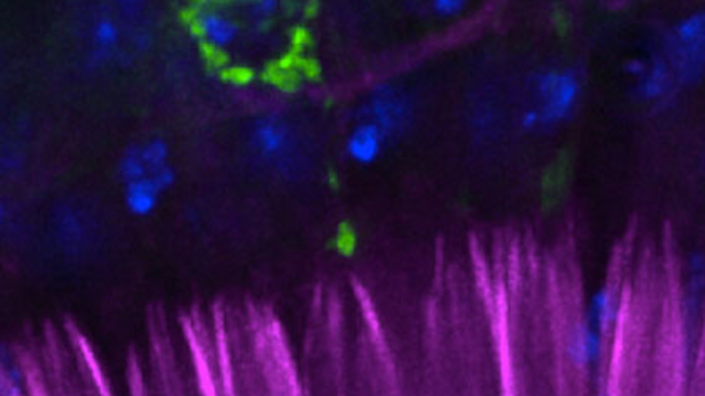 The auditory organ of the fruitfly, seen with fluorescent cell markers