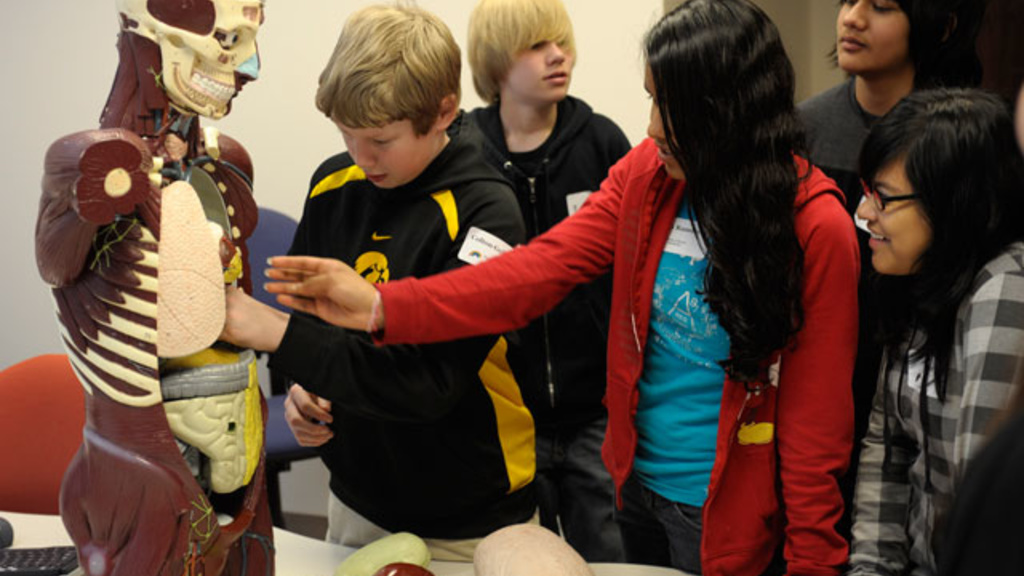 students look at a human muscle skeleton model