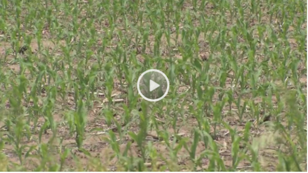 An Iowa corn field experience drought