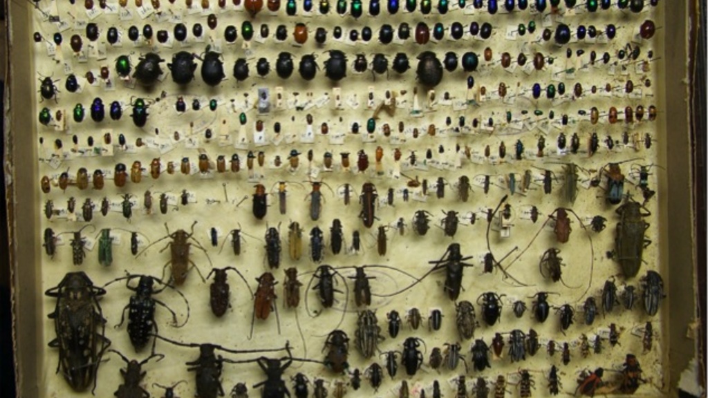 Insects in a museum storage box