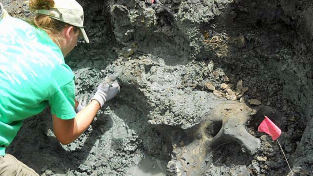 A worker scrapes away at a mammoth fossil