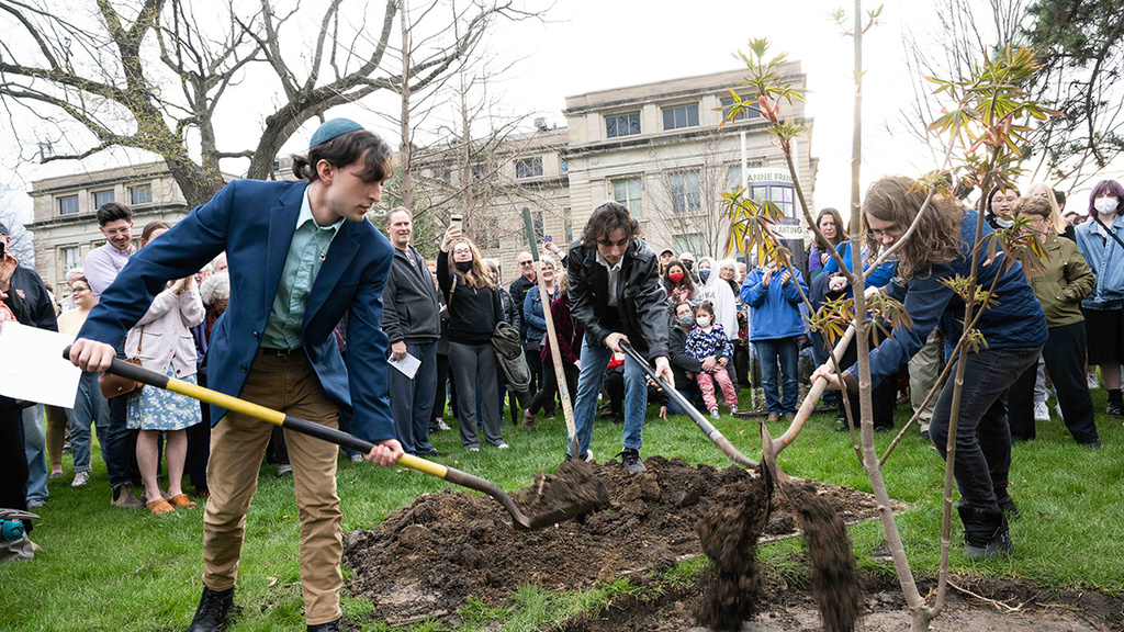 UI students fill the hole and pack dirt where the Anne Frank Tree now stands.