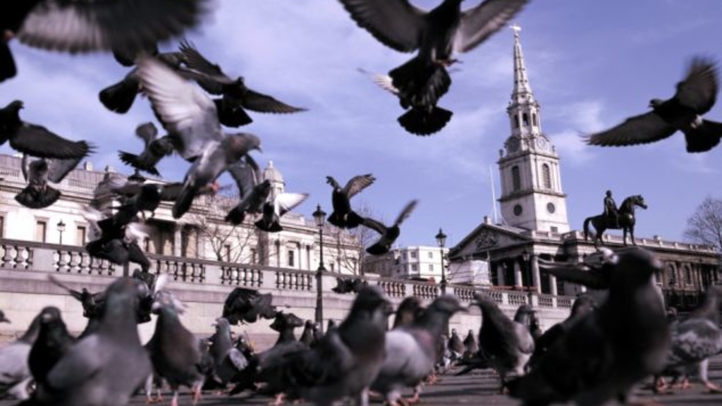 Photo of pigeons taking flight