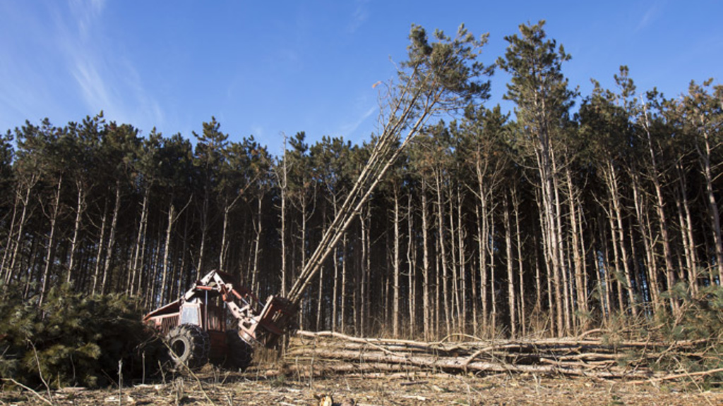 Bill Miller of Dubuque uses a feller bunchier to cut down pine trees at F.W. Kent Park on Monday, Jan. 14, 2013, near Tiffin. More than 26,000 non-native trees that were planted 40 years ago are now diseased and dying, and the Johnson County Conservation 