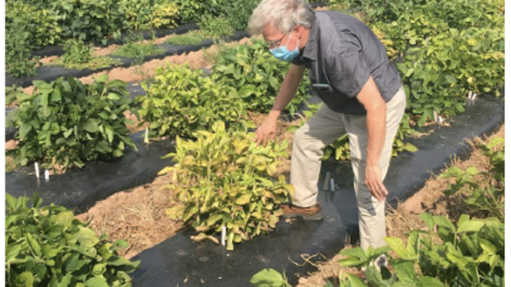 Wade Elmer, Center for Sustainable Nanotechnology (CSN) affiliate and vice director of plant pathology and ecology with the Connecticut Agricultural Experiment Station, observes soybeans used is part of an ongoing experiment where CSN materials are being 