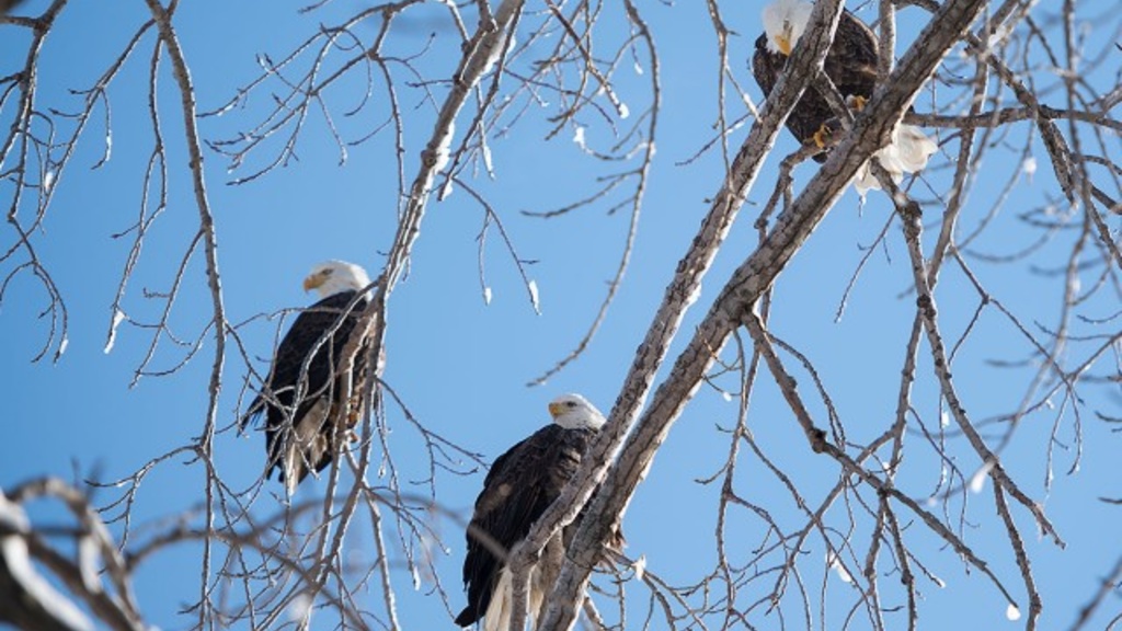 Eagles roosting in trees near Iowa River