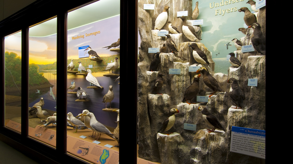 A photograph of a museum display of birds