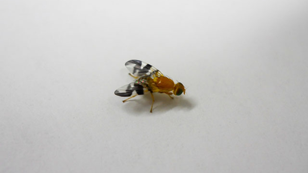 Picture of walnut fly, one of insects studied by UI researchers as part of research into biodiverrsity in ruban areas.