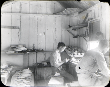 Two men preparing bird skins for a museum exhibit