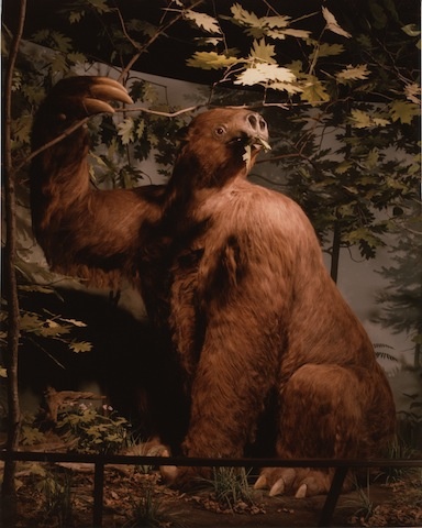 A stuff giant sloth