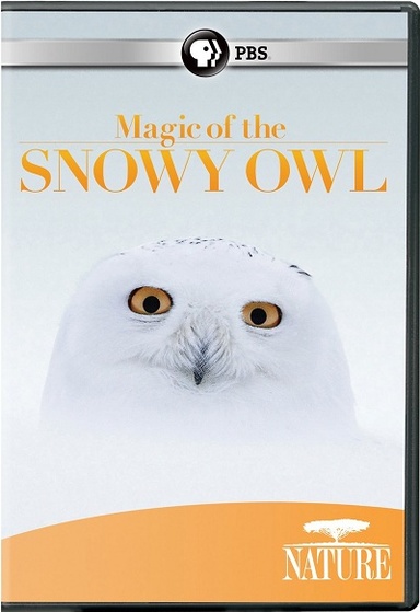 A photo of the head of a snowy owl with the words Magic of the Snowy Owl above it
