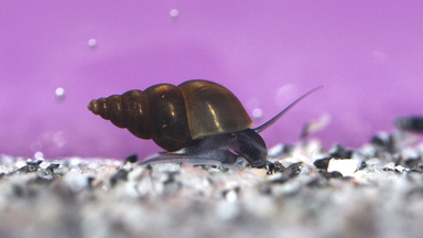a snail against a violet background