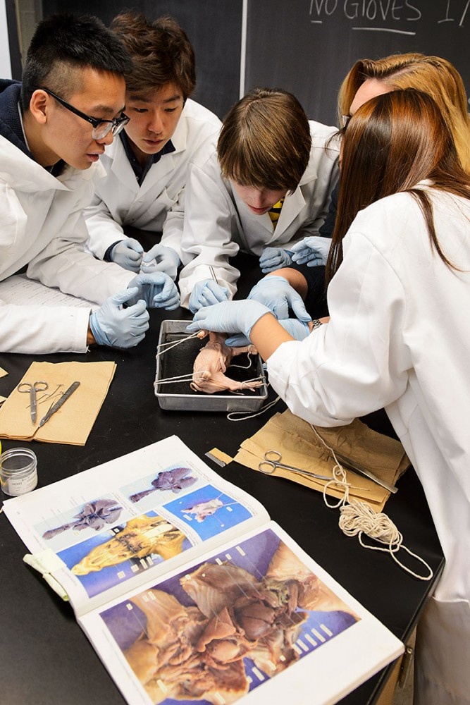 Instructor helping students with dissection