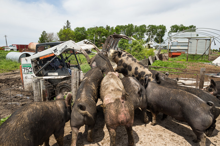 A man feeding a group of large pigs with a skid loader.