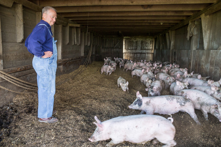 A man watching a group of piglets run past him.