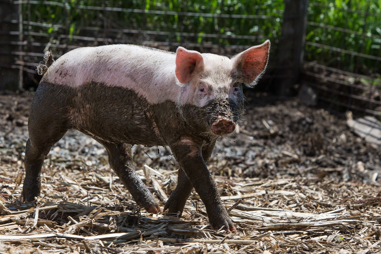 A piglet half covered in mud.