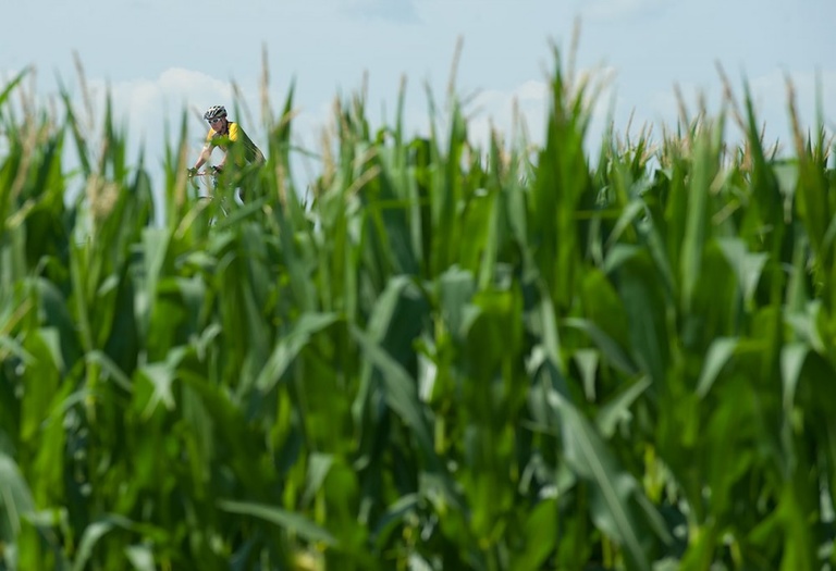 An Iowa rider emerges from the cornfield.