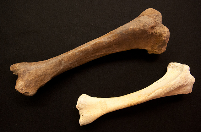 the tibia of the short-faced bear is shown next to the tibia of a polar bear