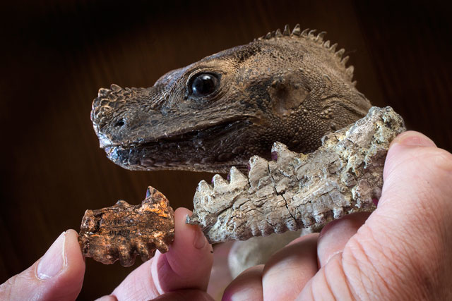 【極美品】Berluti Galuchat & Lizard-Trimmed UI researcher and colleagues discover new species of ancient Asian