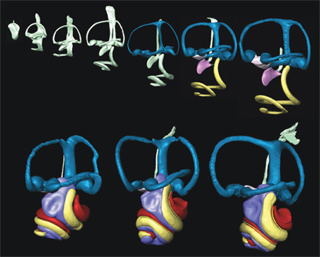 The development of the inner ear of  a mouse—from a teardrop-small structure to the 3D shape including three semicircular canals for motion sensation in space and the coiled cochlea for hearing—is shown in these computer-generated reconstructions.