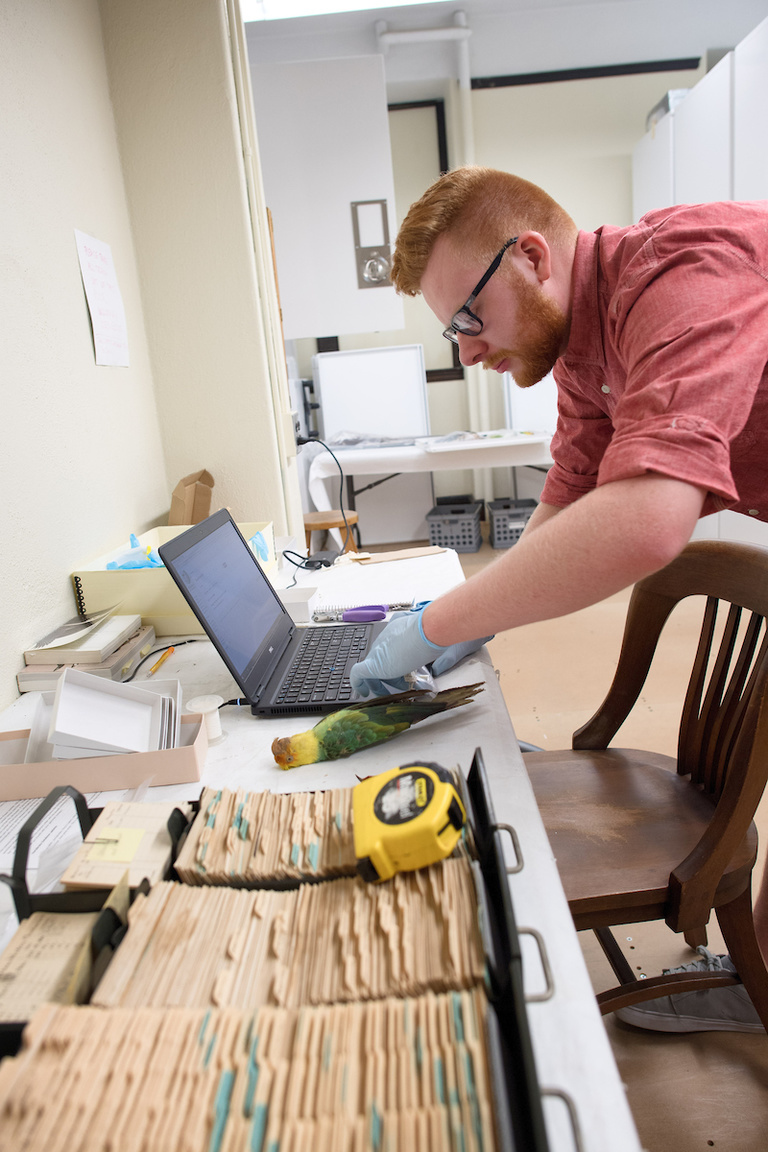 Cody Crawford, a UI undergraduate studying biology and the student coordinator for the relocation project, checks information about a Carolina parakeet specimen