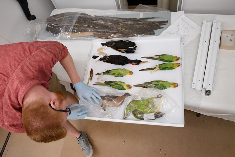 Crawford inspects a drawer of extinct bird species, including Carolina parakeets, ivory-billed woodpeckers, and a passenger pigeon specimen from 1888.