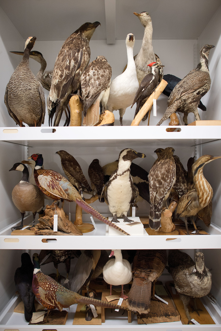 With bird specimens preserved both in mounted form and as flat research skins, the new cabinets allow for more flexible storage