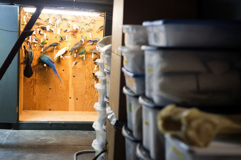 The last remaining bird specimens in Macbride’s attic await relocation